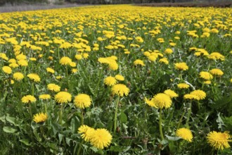 Flowering common dandelion (Taraxacum), Bavaria, Germany, Europe