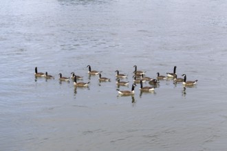 Canada geese (Branta canadensis), group, Baden-Württemberg, Germany, Europe