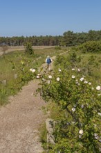 Circular hiking trail, thorn bush, blossoms, flowers, trees, man, Darßer Ort, Born a. Darß,