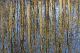 Reflection of deciduous trees on the water surface, North Rhine-Westphalia, Germany, Europe