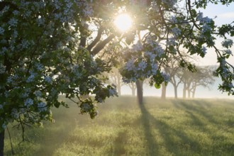 Morning sun shining through blossoming apple trees in a meadow, the atmosphere is peaceful and