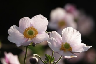 Beautiful flowers of an anemone, summer, Germany, Europe