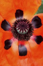 Picturesque poppy flower, May, Germany, Europe