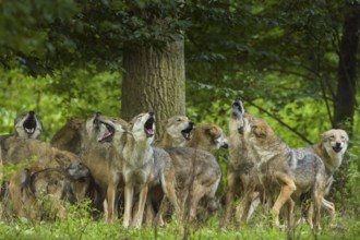 Wolf (Canis lupus), wolf pack standing and howling in a green forest area, summer, Germany, Europe