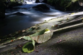 River Wesenitz, Liebethaler Grund, part of the Malerweg, summer, Saxon Switzerland, Saxony,