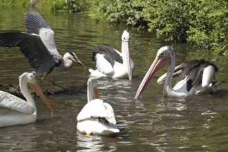 Grey heron (Ardea cinerea) australian pelicans (Pelecanus conspicillatus) left and in front