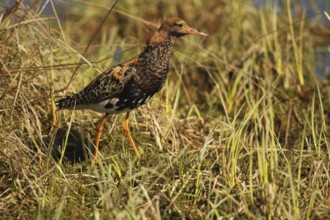 Ruff (Calidris pugnax) at Lake Tundra, Lapland, Northern Norway, Norway, Scandinavia, Europe