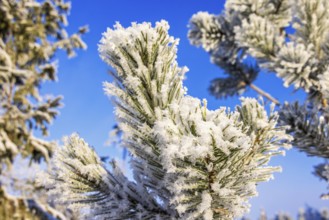 Close-up of a pine branch with snow and frost on a sunny cold winter day