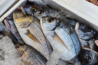 Fish in a box on ice, shiny silver, stored cool and fresh, gilthead sea bream, market, Nafplio,