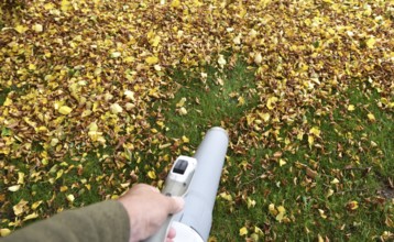 Remove withered leaves, autumn leaves in the garden, Schleswig-Holstein, Germany, Europe