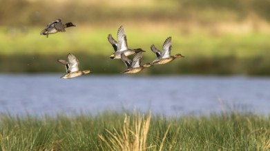 Eurasian Teal, Anas crecca, birds in flight over marshes