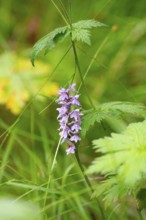 Moorland spotted orchid (Dactylorhiza maculata), nature photograph, close-up, vertical format,