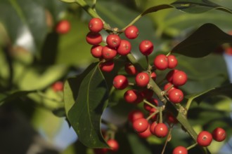 European holly (Ilex aquifolium) tree red berries on a branch in the autumn, Suffolk, England,