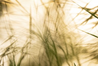 Play of light in the reeds, wind, dynamics, movement, Lake Dümmer, Lembruch, Lower Saxony, Germany,