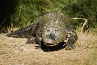 American alligator (Alligator mississipiensis) walking on the ground