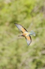 European bee-eater (Merops apiaster) flying, Spain, Europe