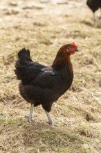 Domestic fowl (Gallus gallus)