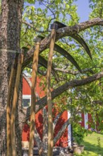 Scythes hanging on a tree branch by a red cottage in the countryside, Sweden, Europe