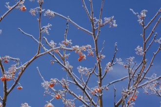 Close-up of Sorbus americana, American Mountain Ash tree branches with ice covered orange red