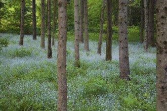 Picea, Spruce tree trunks in field of blue Myosotis, Forget-me-not flowers in spring, Quebec,