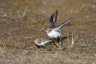 Temminck's stint (Calidris temminckii) mating, Varanger, Finnmark, Norway, Europe