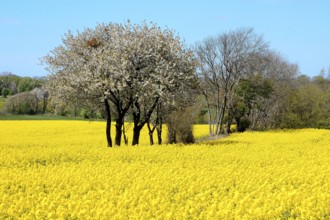 Flowering hawthorn trees in rapeseed field at Stenberget, Skurup municipality, Scania, Sweden,