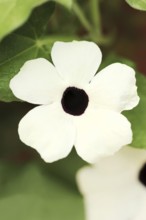 Black-eyed susan vine (Thunbergia alata), flower, ornamental plant, North Rhine-Westphalia,