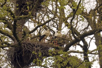 White stork (Ciconia ciconia), nest in a tree