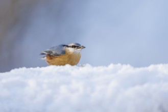 Eurasian nuthatch (Sitta europaea), Germany, Europe