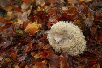 European hedgehog (Erinaceus europaeus) adult albino animal resting in fallen autumn leaves,