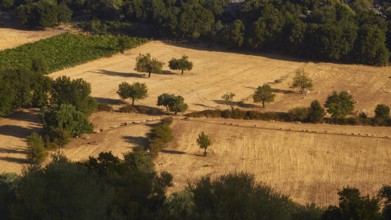 Olive trees and sheep in sunny fields in summer, Askifou Plateau, Askifou, Sfakia, West Crete,