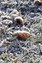 Hoarfrost, Winter, Germany, Europe