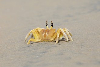 Horn-eyed Ghost crab (Ocypode brevicornis) at Marari Beach or beach, Mararikulam, Alappuzha