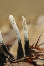 Candlestick fungus (Xylaria hypoxylon), North Rhine-Westphalia, Germany, Europe