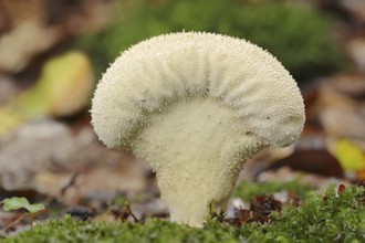 Bottle russula (Lycoperdon perlatum, Lycoperdon gemmatum), North Rhine-Westphalia, Germany, Europe