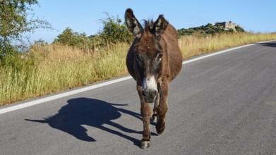 A donkey stands on a sunny road with blue sky in the background, farm animals, Mani Peninsula,