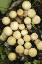 Pear duster or pear bovist (Apioperdon pyriforme, Lycoperdon pyriforme), North Rhine-Westphalia,