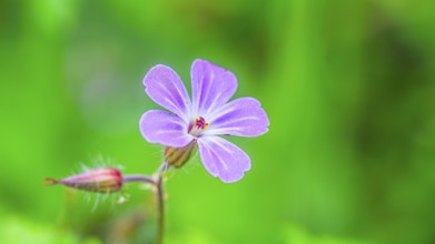 Ruprechtskraut (Geranium robertianum), stinking cranesbill, close-up, nature photograph, landscape