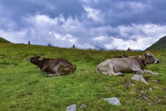 Ruminating cows above the Rifflsee lake in the Pitztal valley, mountain hikers in the background,