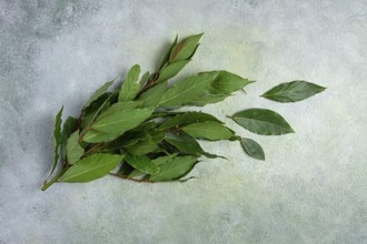 A branch of fresh bay leaf, top view, spice