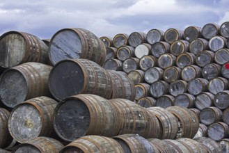 Huge stacks of discarded whisky casks, barrels at Speyside Cooperage, Craigellachie, Aberlour,