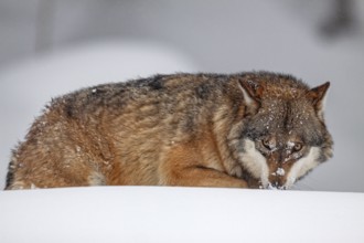 Gray wolf (Canis lupus), walking, frontal, aggressive, captive, winter, snow, forest, Bavarian