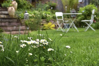 Lawn with blooming common daisies (Bellis perennis) in a well-tended private garden, in the