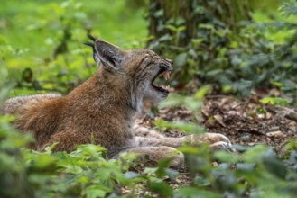 Sleepy Eurasian lynx (Lynx lynx) yawning and showing large fangs, canines in thicket of forest