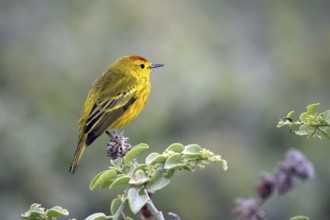 American yellow warbler (Setophaga petechia, Dendroica petechia), Lobos island, Galápagos Islands,