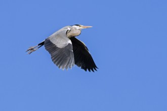 Grey heron (Ardea cinerea) in flight against blue sky