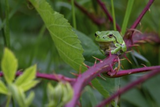 European tree frog (Hyla arborea, Rana arborea) sunning on prickly stem of bramble bush in spring,