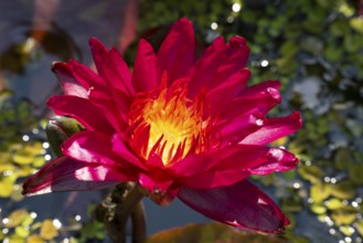 Hardy water lily (Nymphaea), Sangria, flowering, North Rhine-Westphalia, Germany, Europe