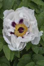 Shrub peony (Paeonia suffruticosa Dojean), Emsland, Lower Saxony, Germany, Europe