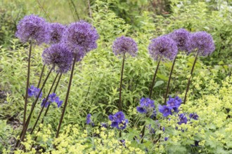 Flower bed with ornamental leeks (Allium caeruleum), lady's mantle (Alchemilla mollis) and